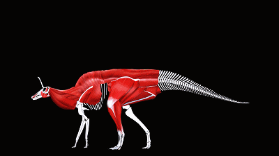 赵闯和他的霸王龙丨二更视频专访