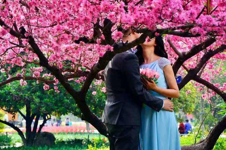 人面桃花相映红