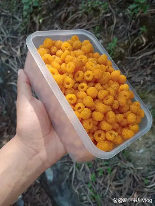 图片上的这些野果我们甘肃农村人应该都认识吧?