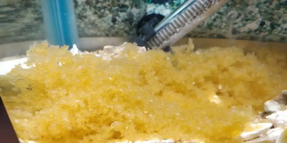 这些锦鲤鱼卵有戏吗?