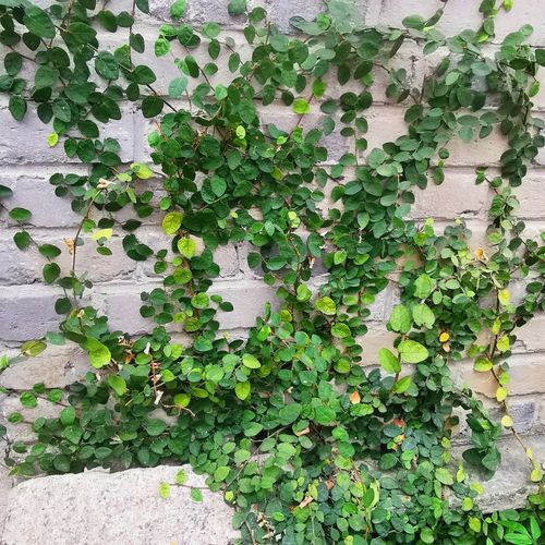 青叶霹雳爬藤垂吊雨林生态缸墙面假山吸附攀爬多年生耐寒耐热植物