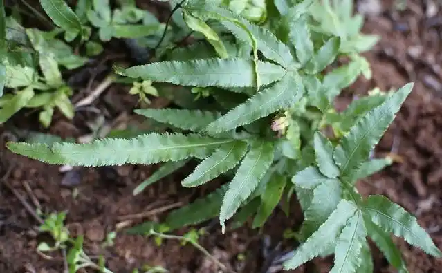 原创 深山中的凤尾草,既可观赏又可入药