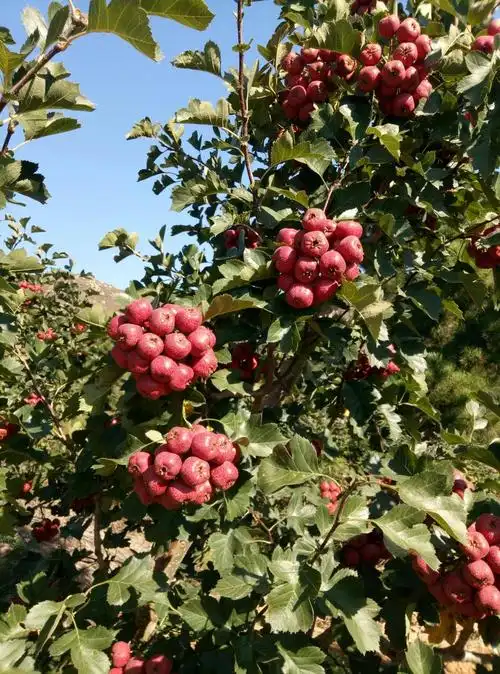 大金星山楂 30克以上