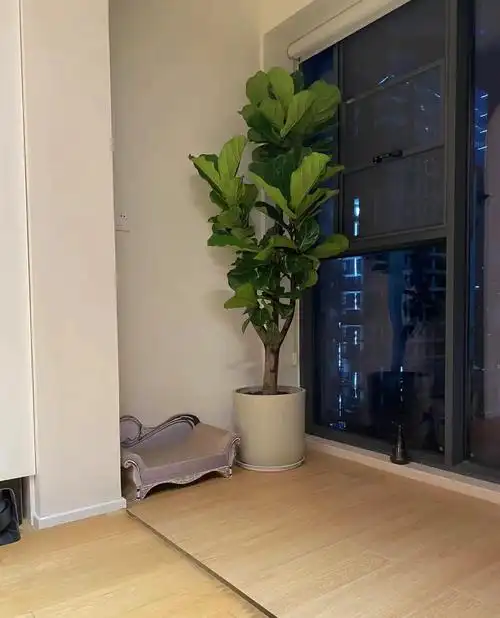琴叶榕大型盆栽老桩绿植室内客厅办公室去甲醛净化空气好养耐放