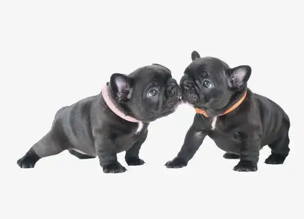 动植物元素 动物 > 2只斗牛犬 收藏 [声明] 觅元素所有素材为用户免费