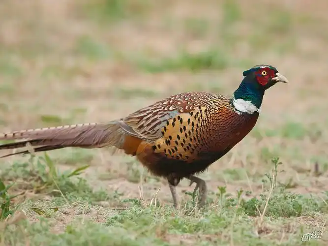 雉鸡的众多亚种(16页更新整理)