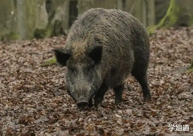 白天顶战机夜晚刨祖坟美国野猪为祸一方600万只怎么才能吃得完