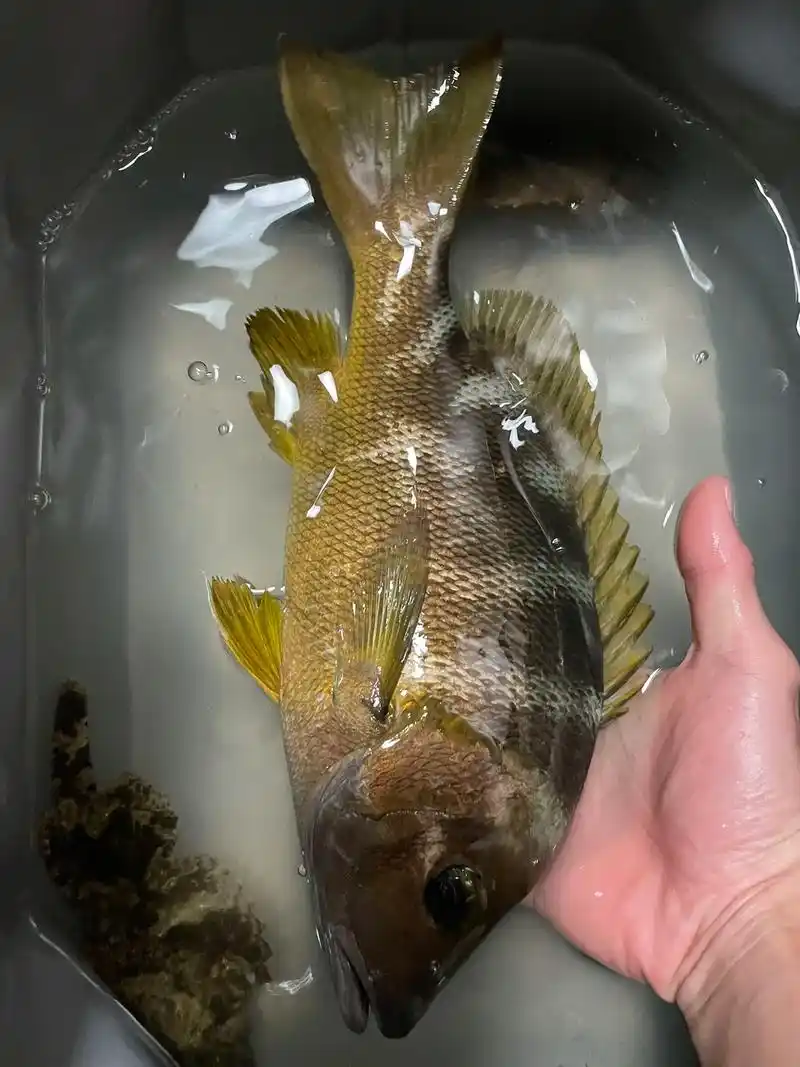 石蚌.没有称,只能量一下,大概三十几厘米,味道还不错96#钓 - 抖音