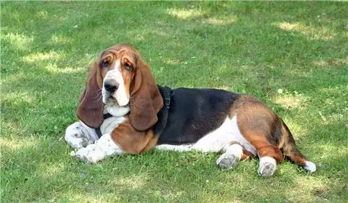 矮脚长耳猎犬