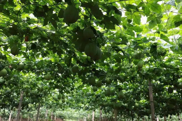 舒城县河棚镇:小瓜蒌,大产业_种植_村民_发展