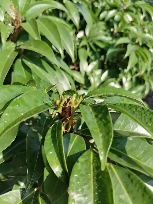 荔枝放花