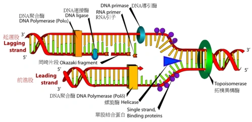 如何才能长生不老?保护好生命的时钟—端粒__财经头条