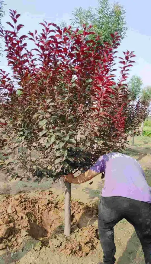 太阳李-太阳李产地【固原】