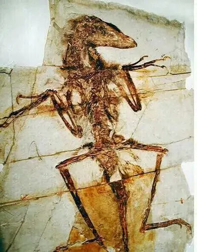 这是一个迅猛龙化石,猜,他是怎么死的?