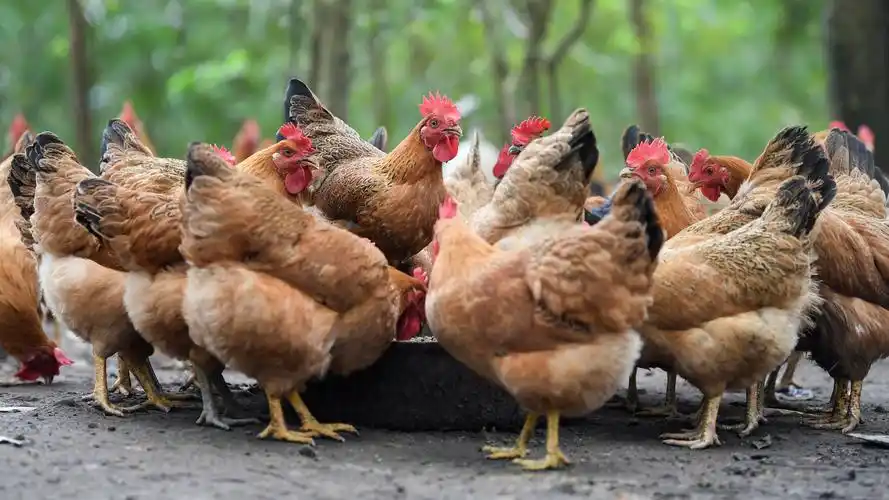 初春时节谨防鸡传染性鼻炎