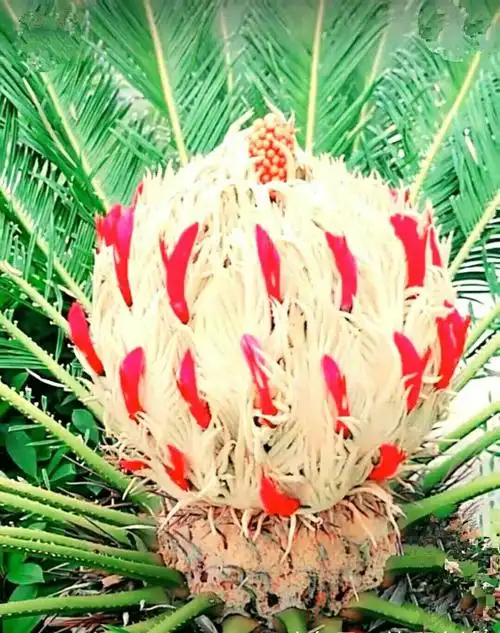 铁树开花 - 美篇