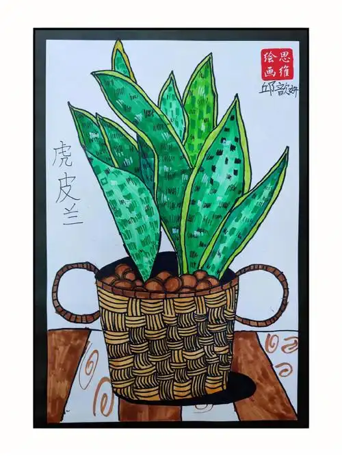 线描写生虎皮兰