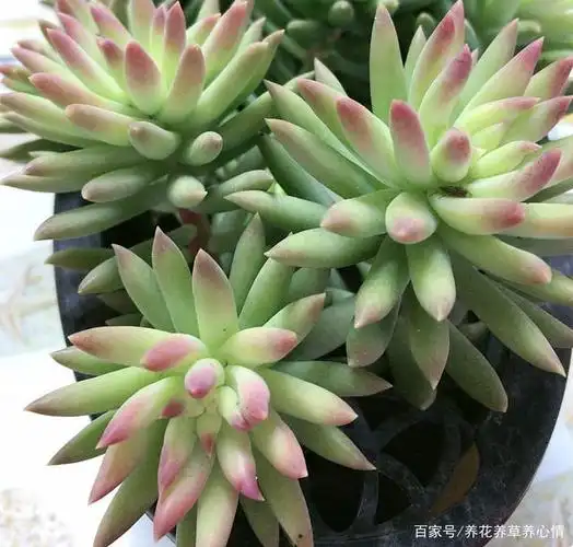 9月养殖多肉千佛手,做好3件事,养出漂亮的红叶尖