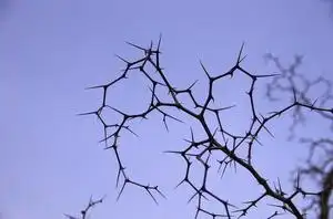 天然野生酸枣刺耳钉 防过敏消炎枣刺耳钉耳洞 枣枝刺消炎植物耳钉