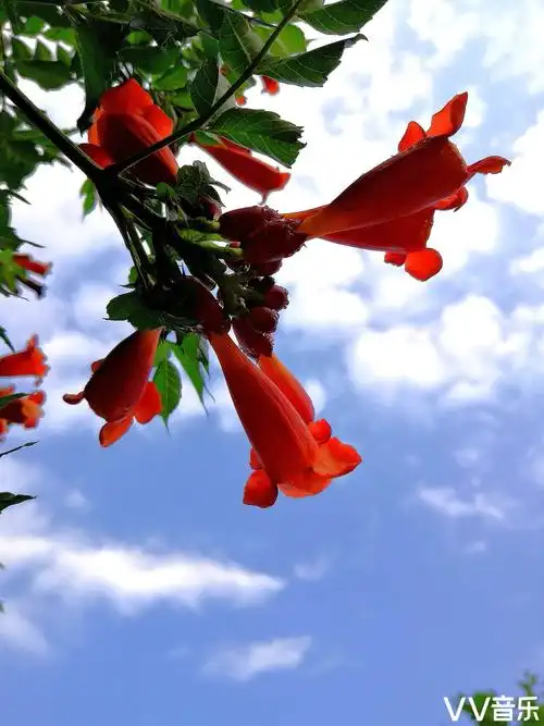 红花白云蓝天凌霄长空画卷