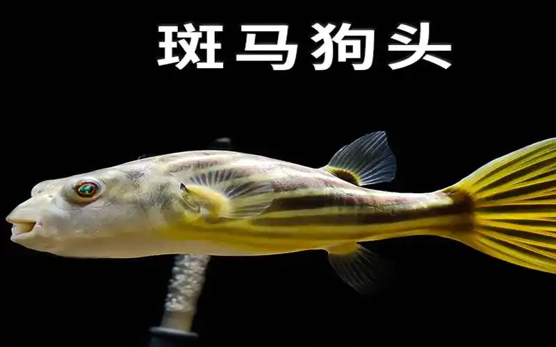 2cm的斑马狗头鱼的食量