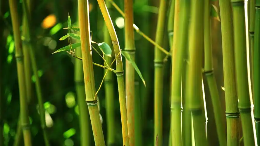 春天,绿色,竹,丛林,特写镜头-1920x1080下载 | 10wallpaper.com