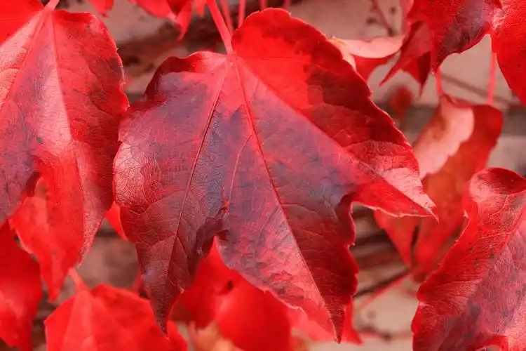 最美的秋天红叶