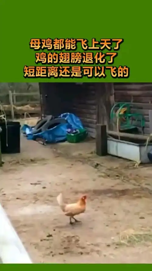母鸡都能飞上天了鸡的翅膀退化了短距离还是可以飞的