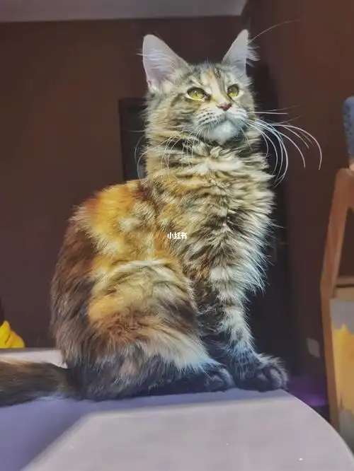 缅因猫经典棕虎斑带帽妹妹