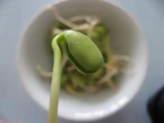 豆芽