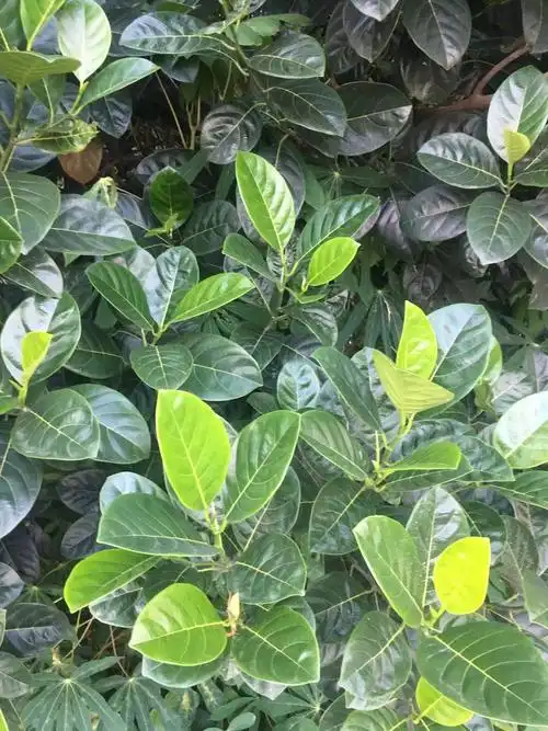 菠萝蜜树叶叶子树叶片现摘新鲜叶子过节喜庆糍粑其他药食同源食品