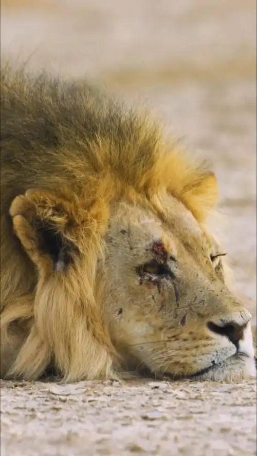 动物受伤的大狮子