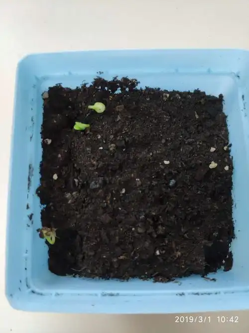 三粒凤仙花种子终于突破层层障碍,发芽啦!今天刚好第十天!