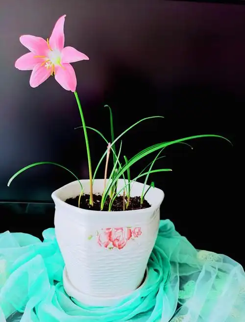 风骨媚情我的花 - 美篇