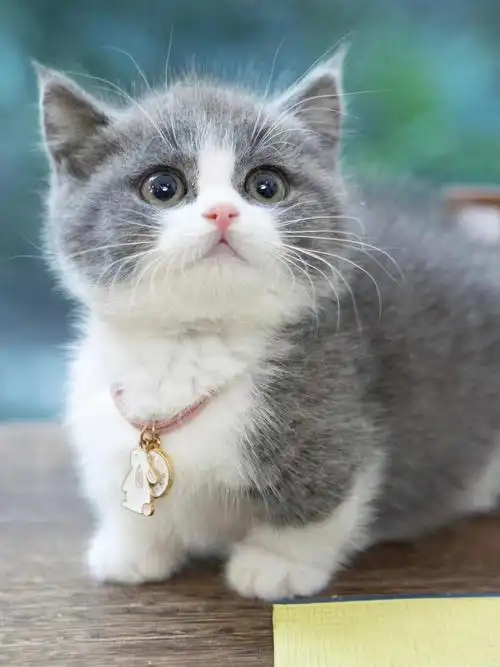 精品曼基康蓝白矮脚弟弟 正八满背五粉贴地矮 虎