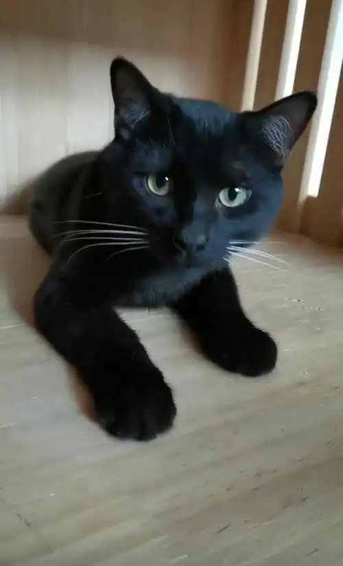 中华田园黑猫找主人