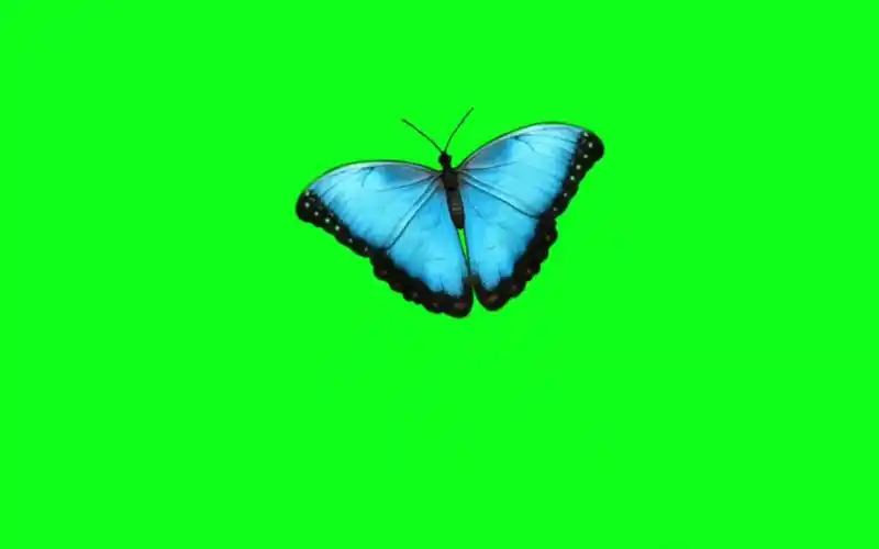 绿幕视频素材蝴蝶