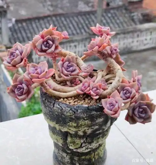 多肉彩虹糖是景天科拟石莲属多肉植物,在多肉圈内,非常受花友的喜爱和