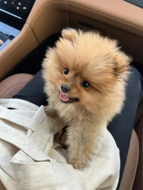 两个月小体博美