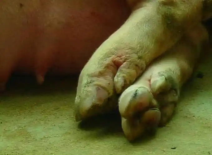 猪蹄肿胀疼痛不敢着地是缺维生素吗母猪蹄疼不敢站怎么回事