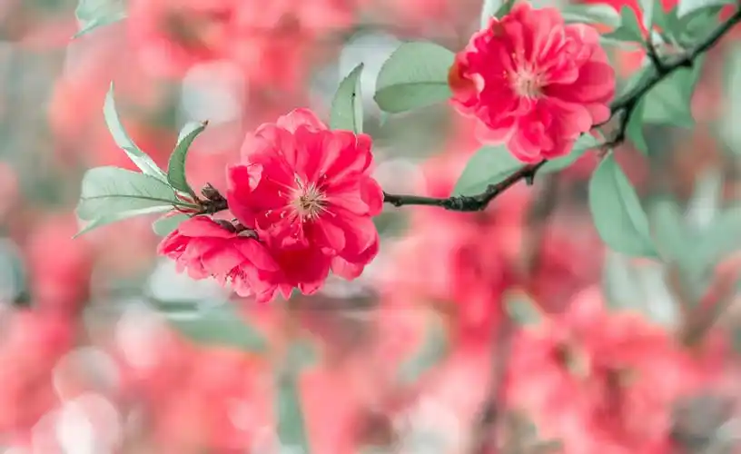 春天的景物的优美的句子大全