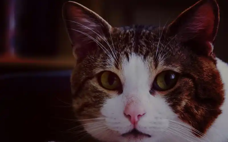 猫咪可爱合集,高清图片,电脑桌面-壁纸族