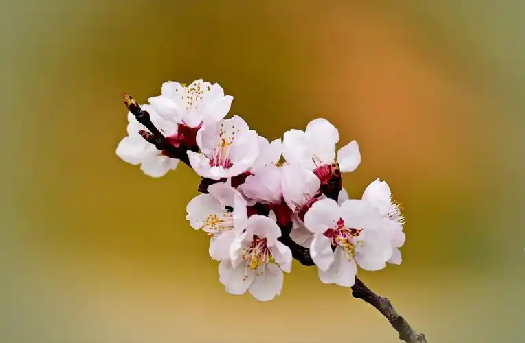 青岛十梅庵公园的梅花