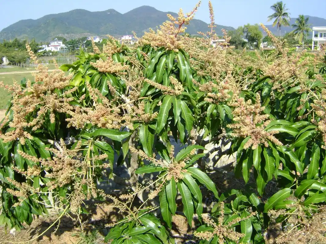 芒果树开花 转载自百家号作者:农科帮