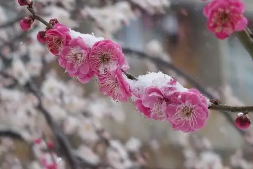 雪中梅花 ---- 昨日春情灿,凌空白絮缭.梅花独雪傲,暗自韵香飘.