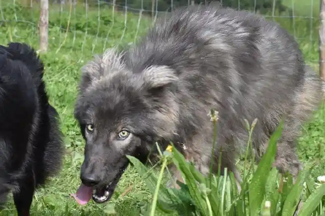 狼犬##犬科动物##混血狼
