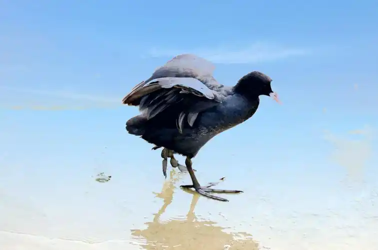 白骨顶鸡也有精彩的一面