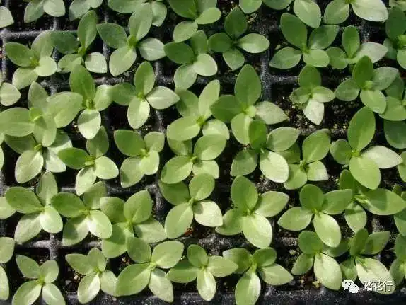 应各位要求洋桔梗栽培管理技术