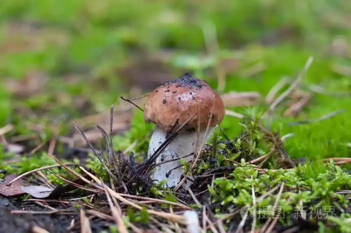 ceptrufflehunter在森林里