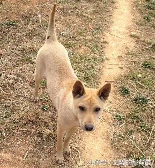 广西笔尾灰犬,广西山地多,所以笔尾灰犬也是优秀的猎犬之一,我们一般